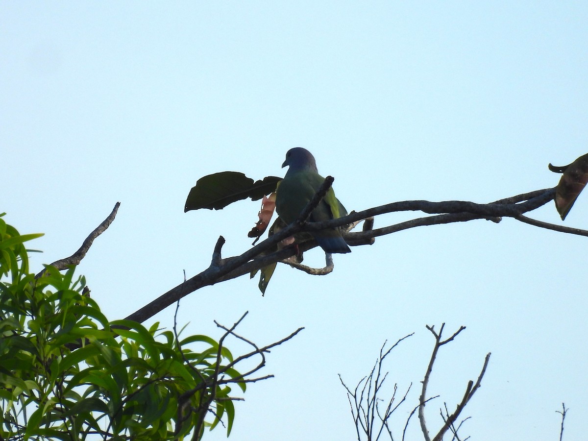 Pink-necked Green-Pigeon - ML646279479