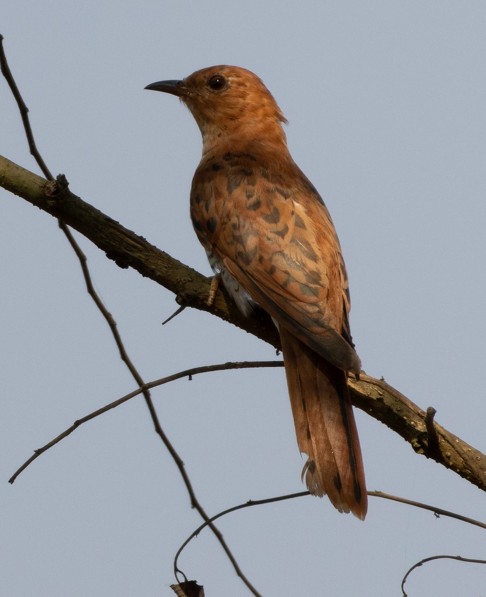 Gray-bellied Cuckoo - ML646279480
