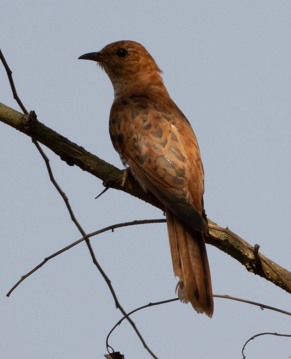 Gray-bellied Cuckoo - ML646279481