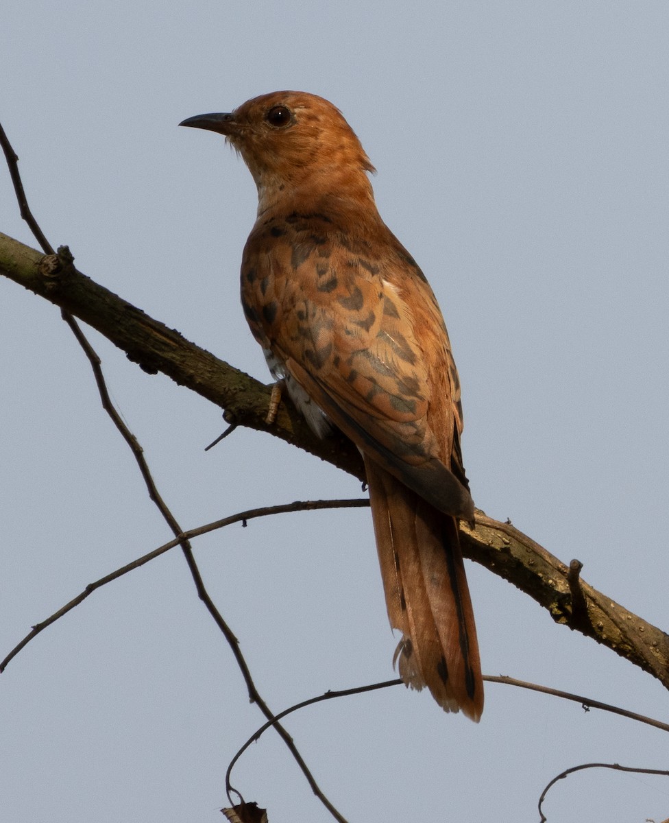 Gray-bellied Cuckoo - ML646279482
