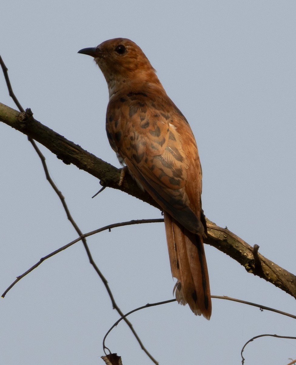 Gray-bellied Cuckoo - ML646279483
