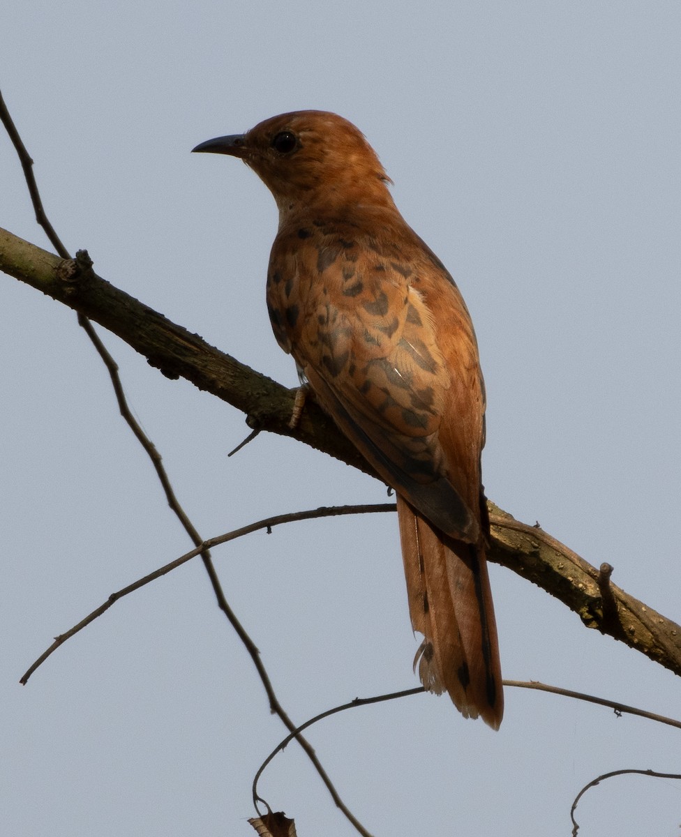 Gray-bellied Cuckoo - ML646279484