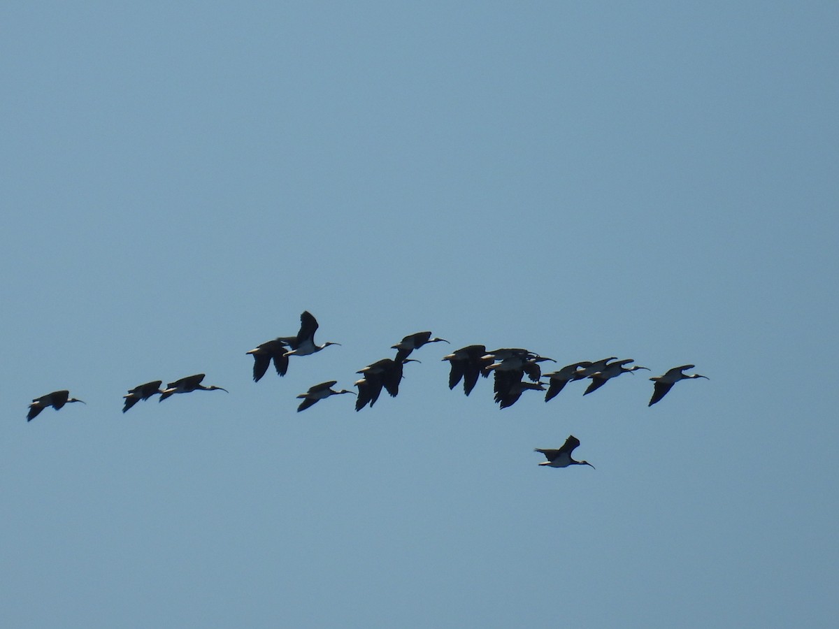 ibis slámokrký - ML646279488