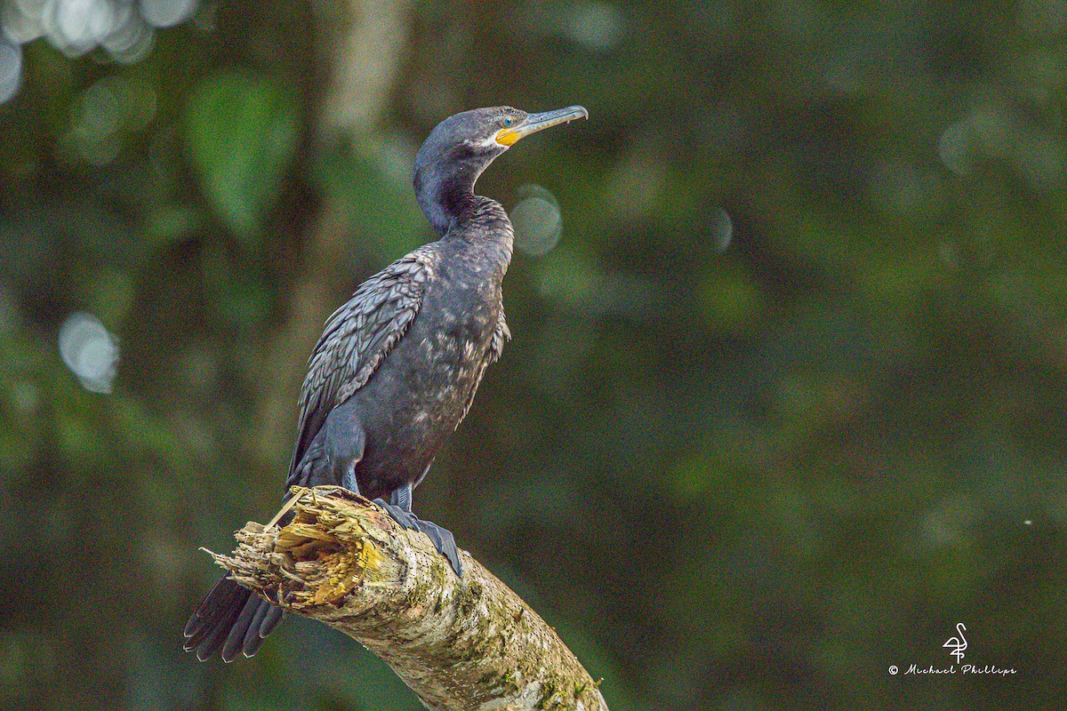 Neotropic Cormorant - ML646279489