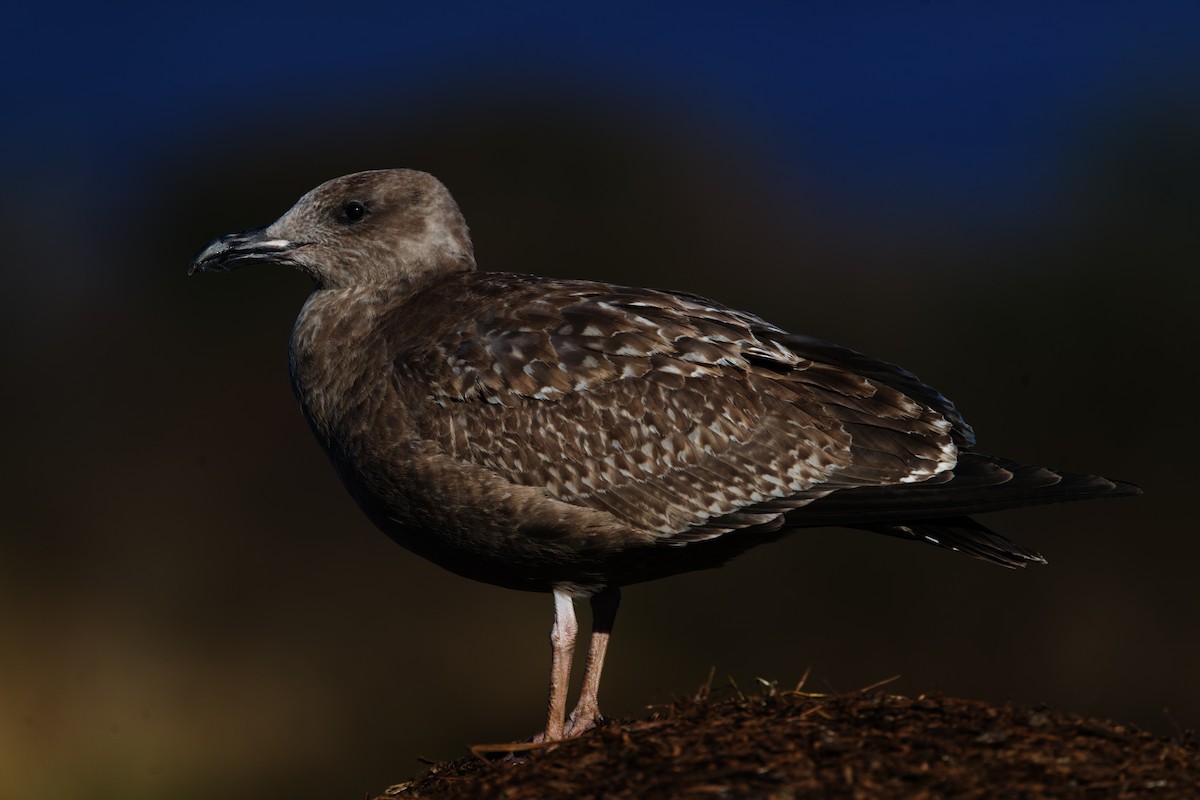 American Herring Gull - ML646279494