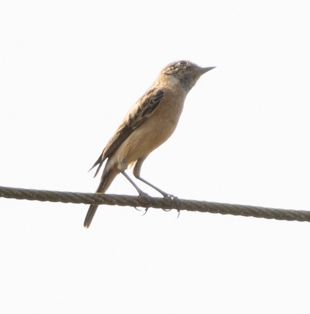 Siberian Stonechat - ML646279495