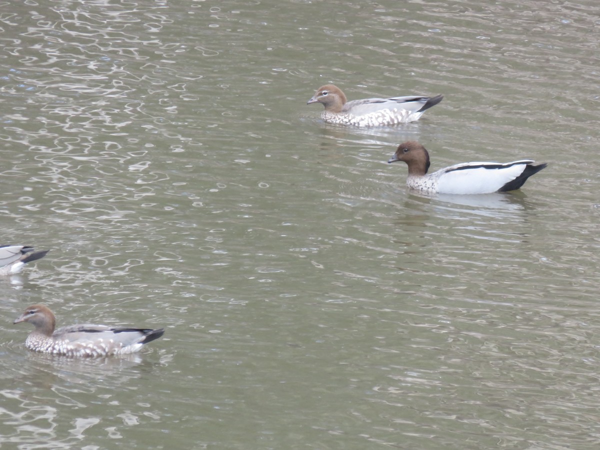 Maned Duck - ML646279499