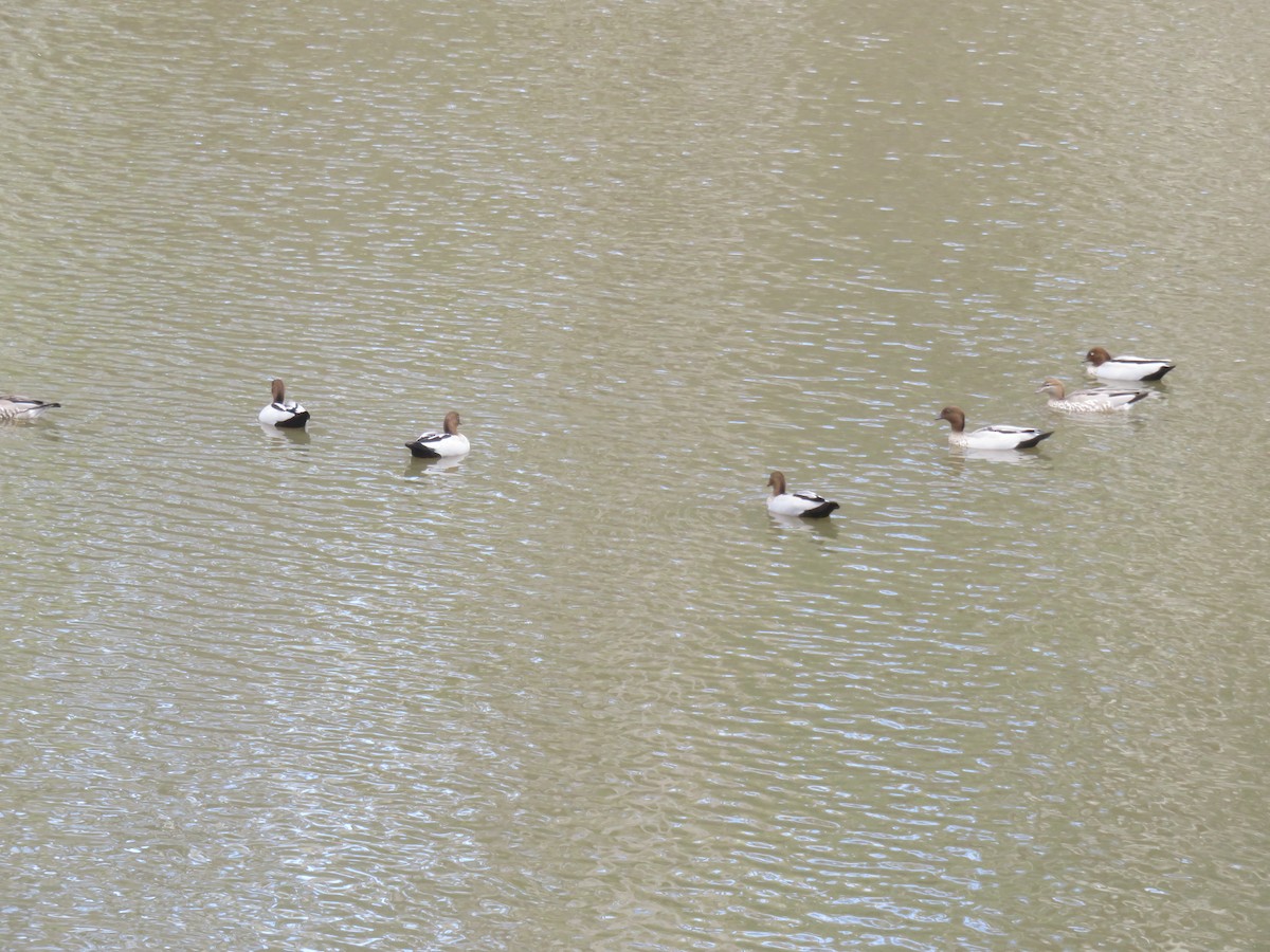 Maned Duck - ML646279500