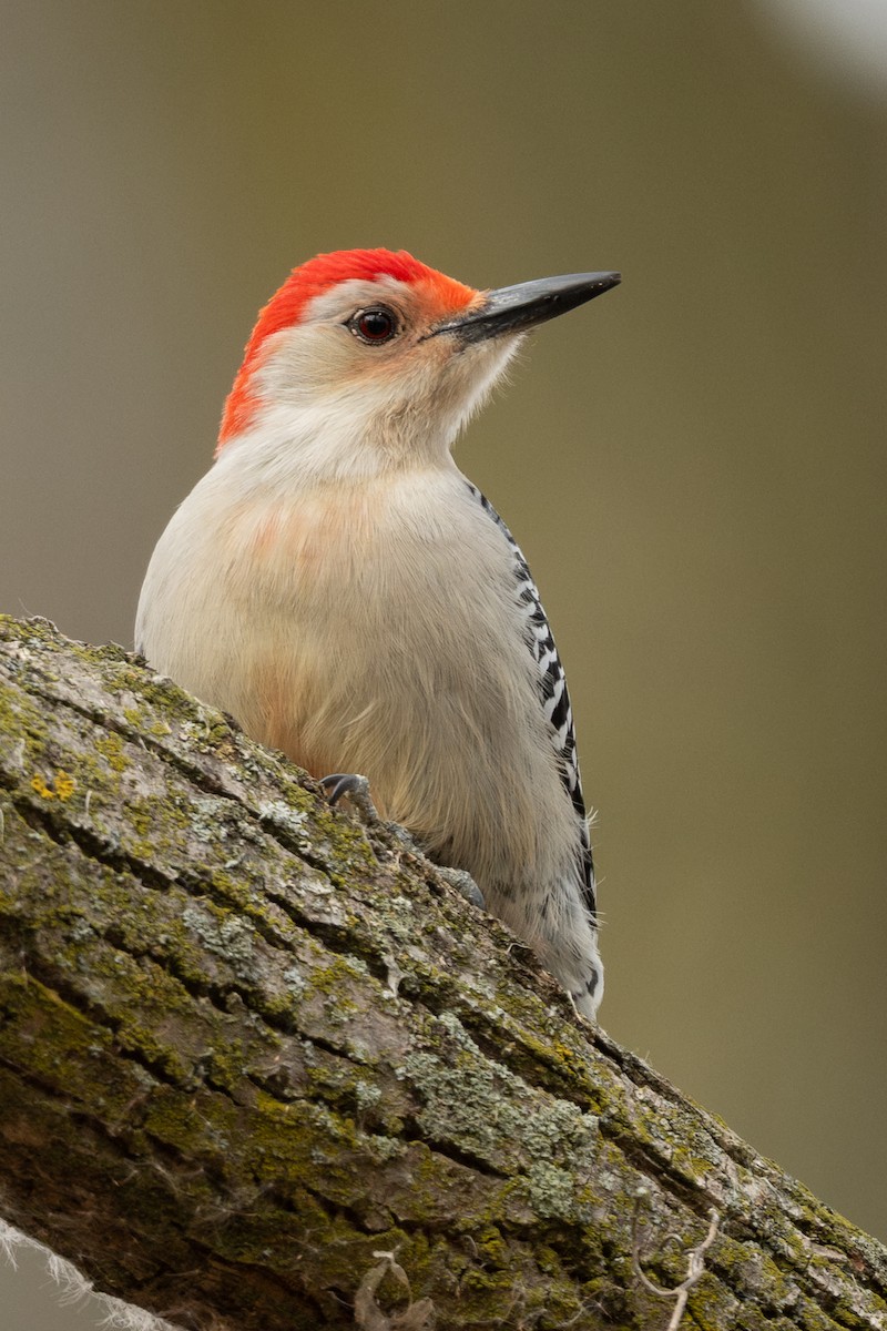 Red-bellied Woodpecker - ML646279506