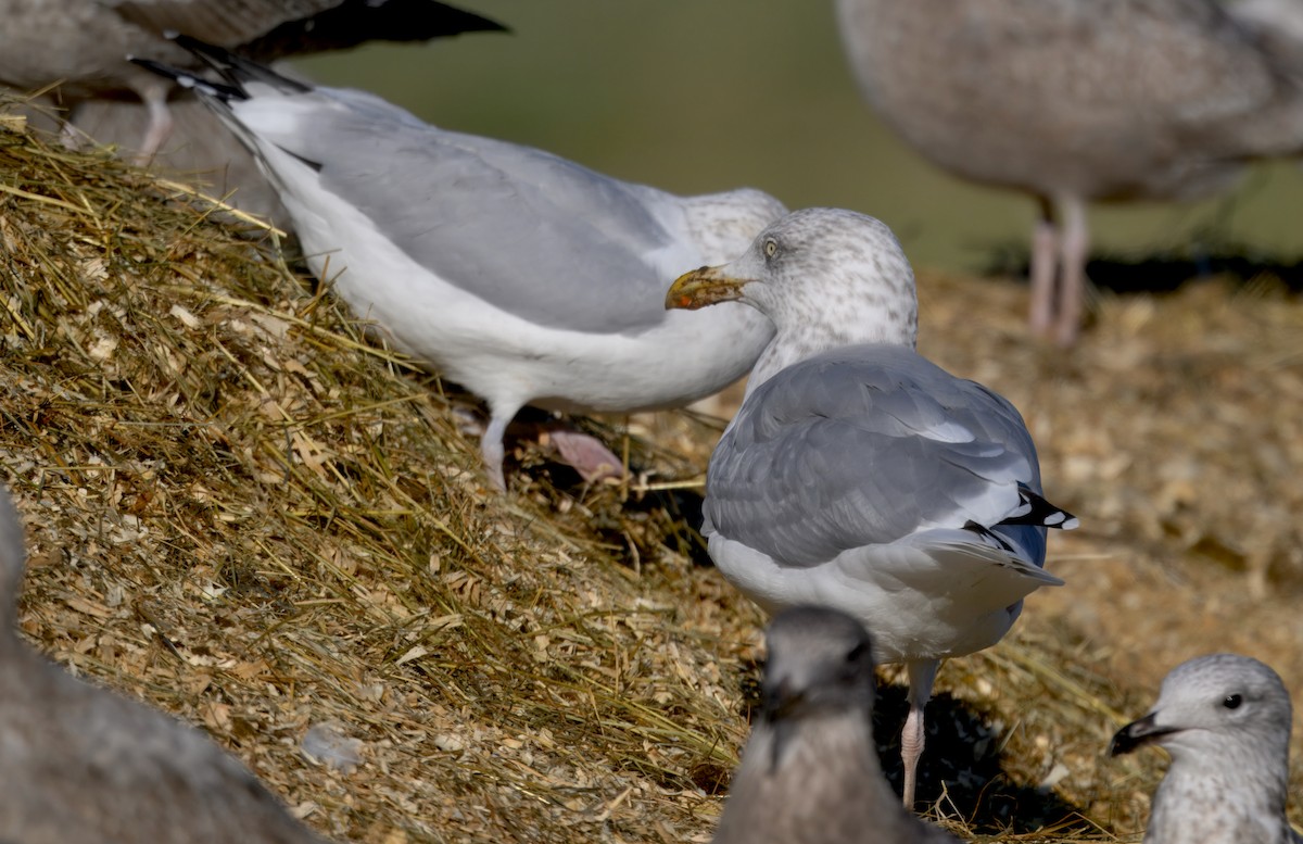 Gaviota Sombría - ML646279509