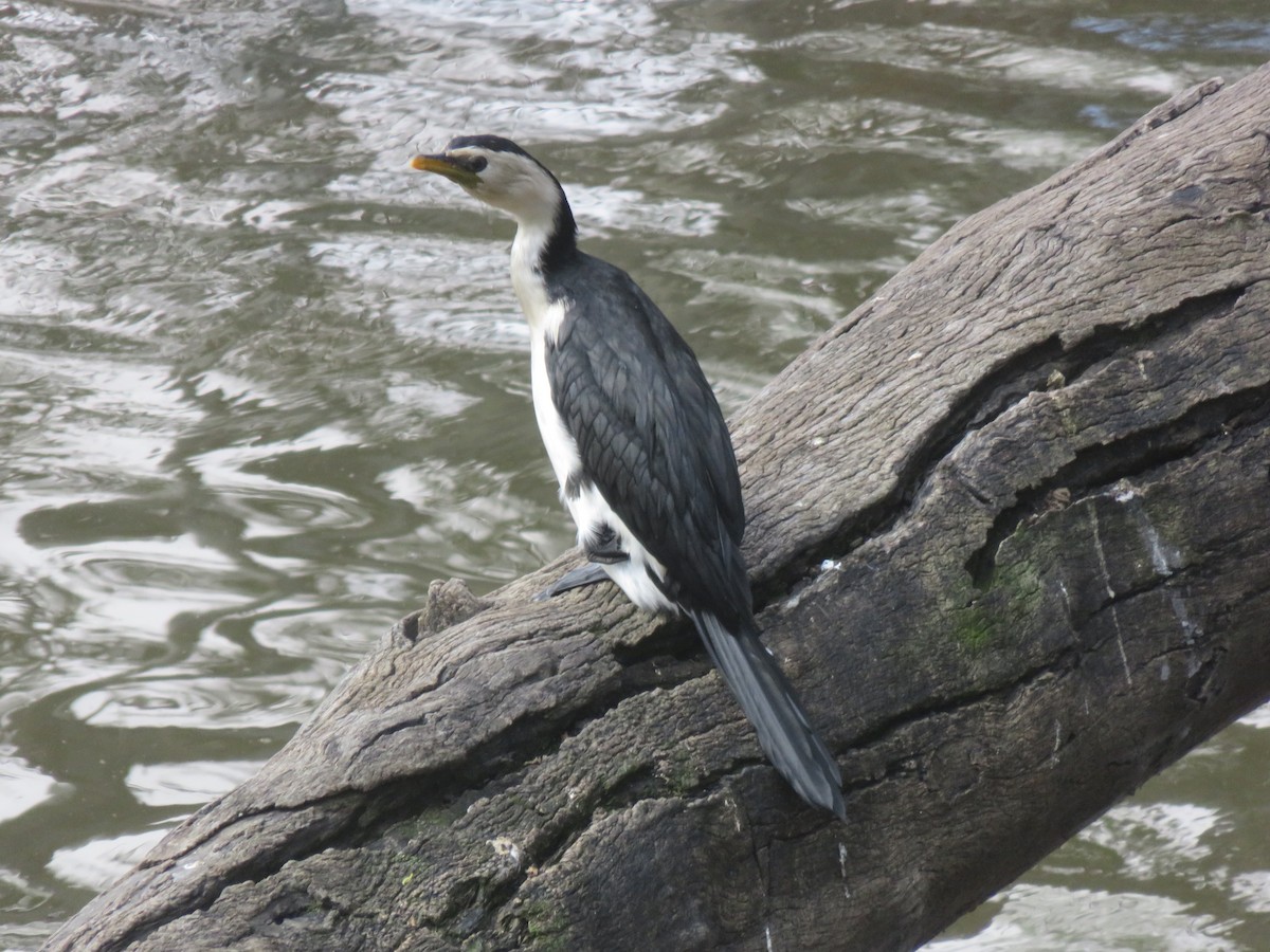 Little Pied Cormorant - ML646279515