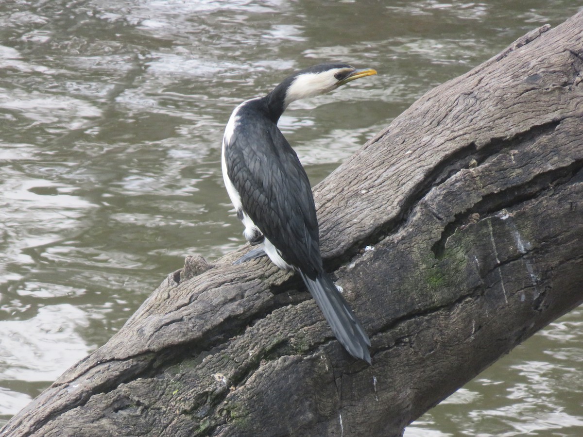 Little Pied Cormorant - ML646279516