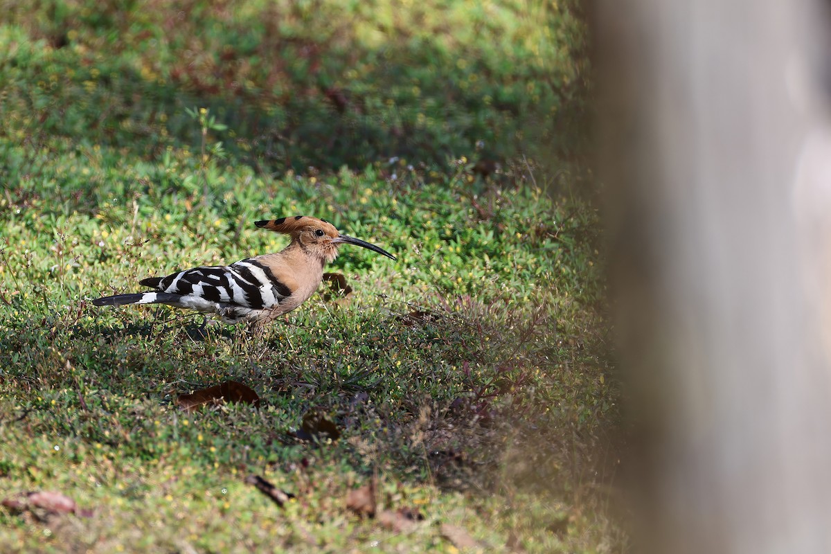 Common Hoopoe (Eurasian) - ML646279517