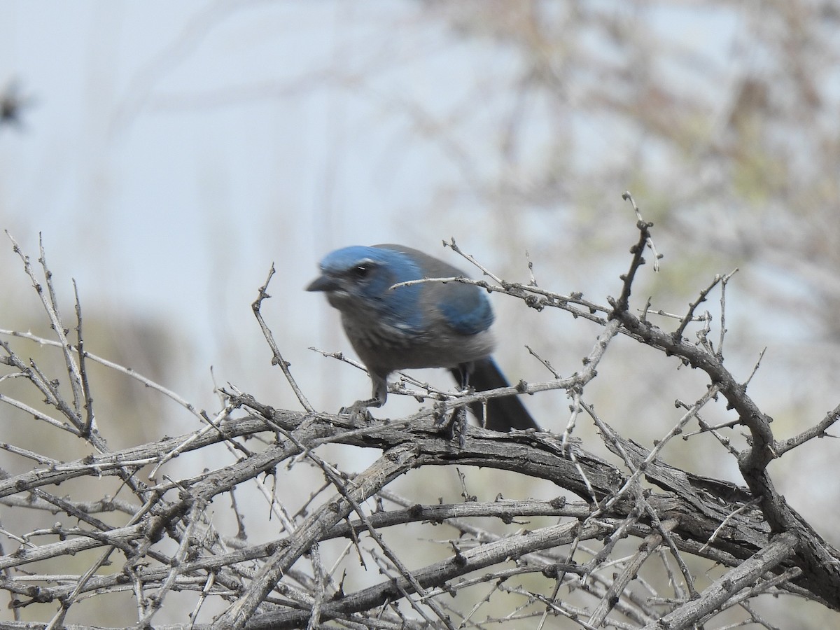 Woodhouse's Scrub-Jay - ML646279518