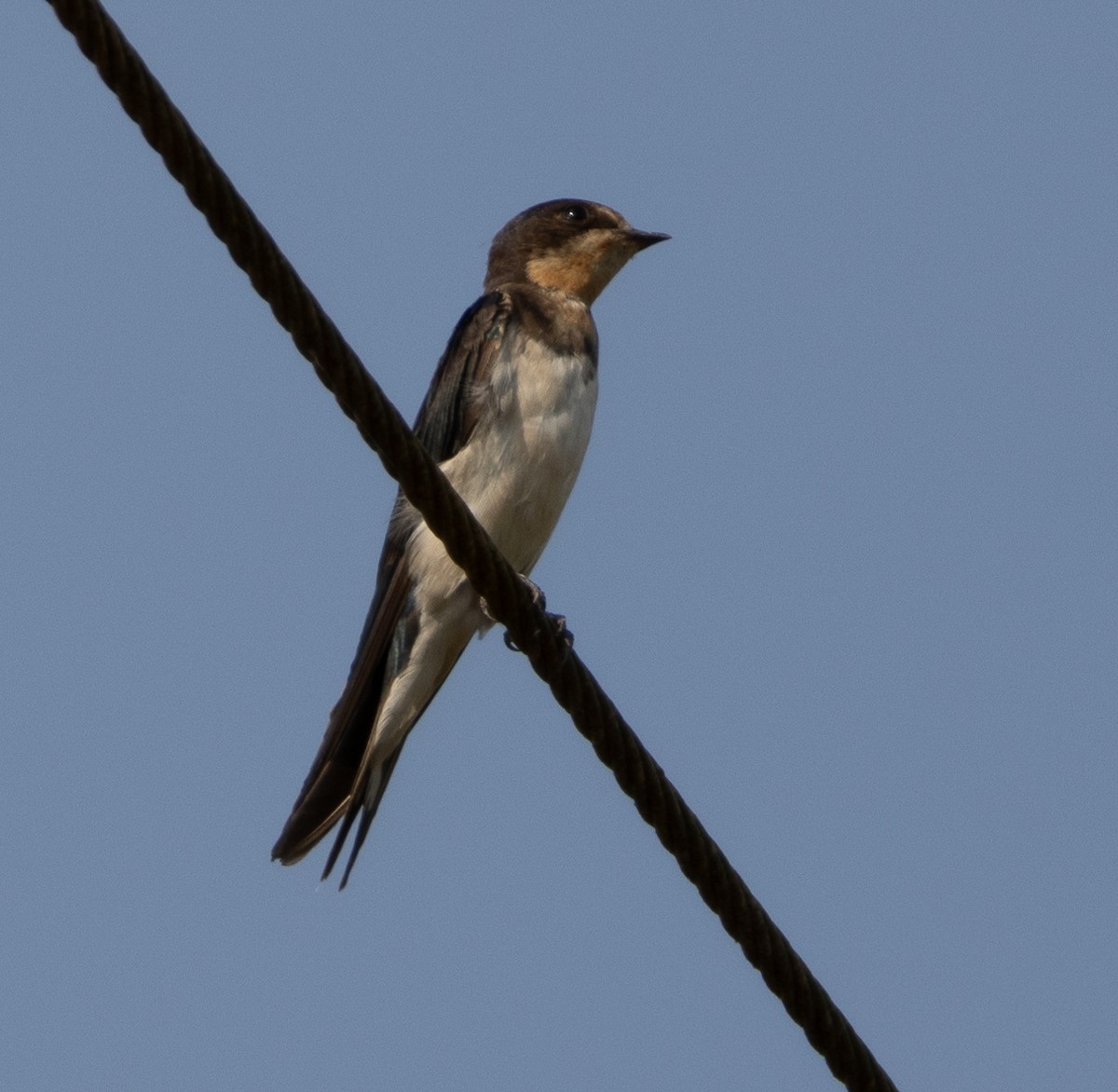 vlaštovka obecná - ML646279522