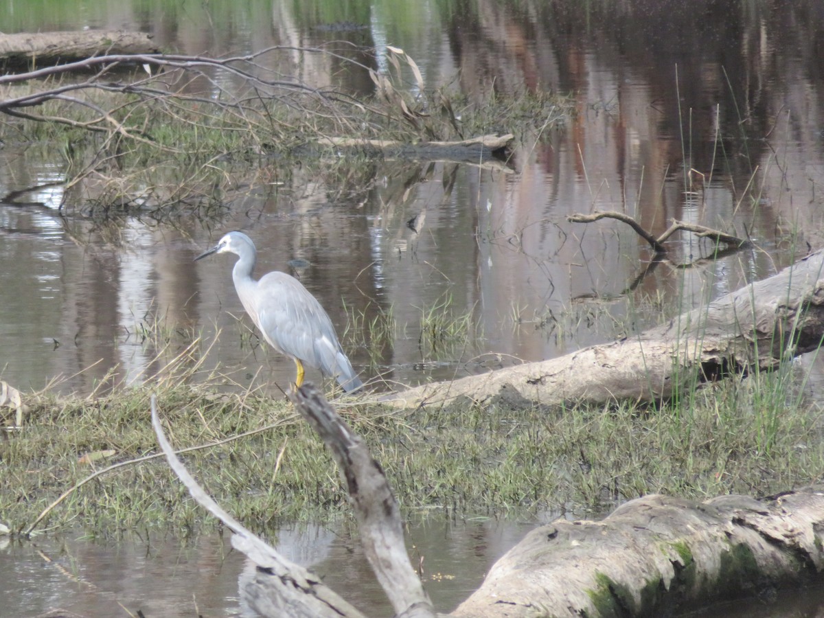 volavka bělolící - ML646279524