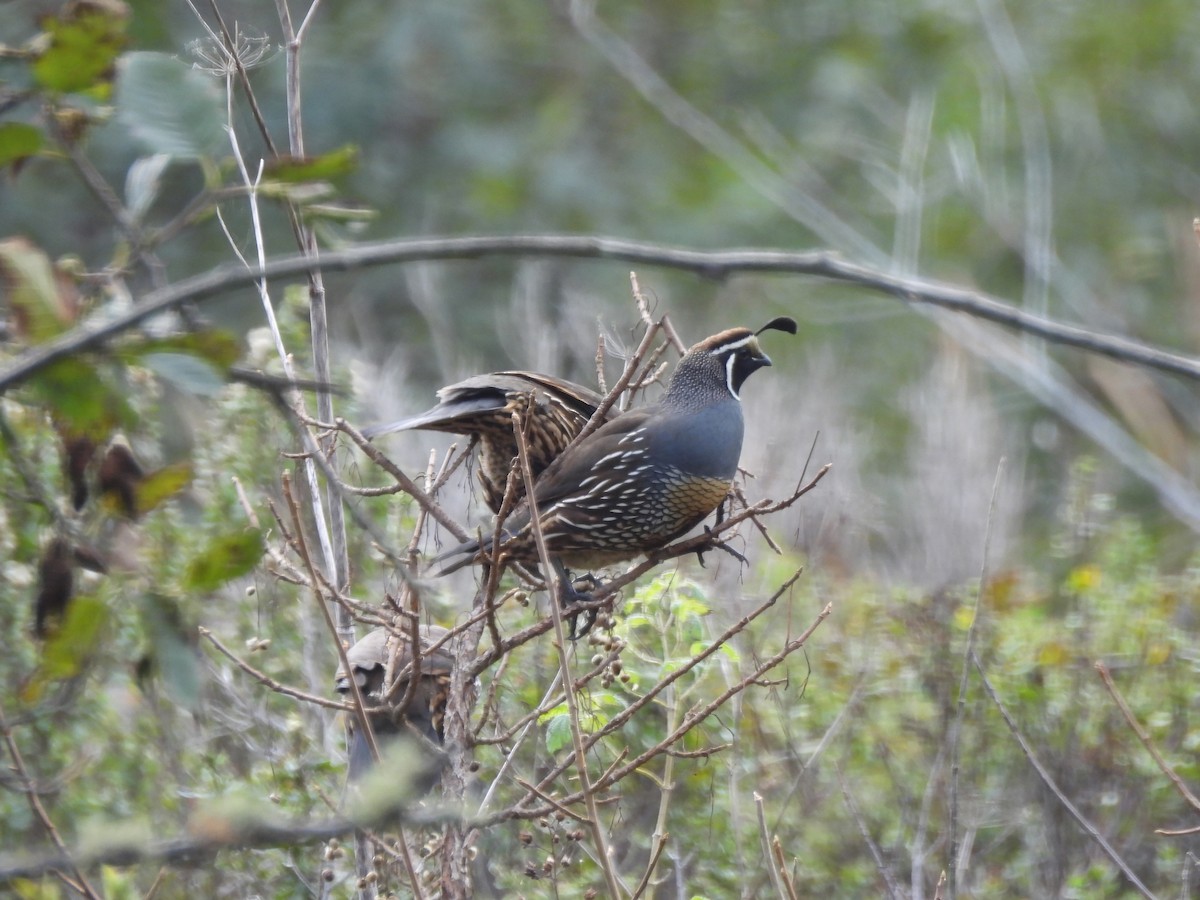 Kaliforniya Kolini - ML646279527