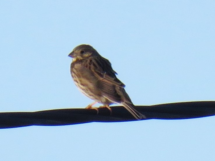 Corn Bunting - ML646279530