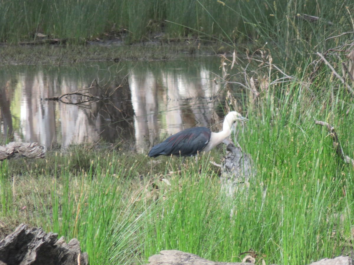 Pacific Heron - ML646279537