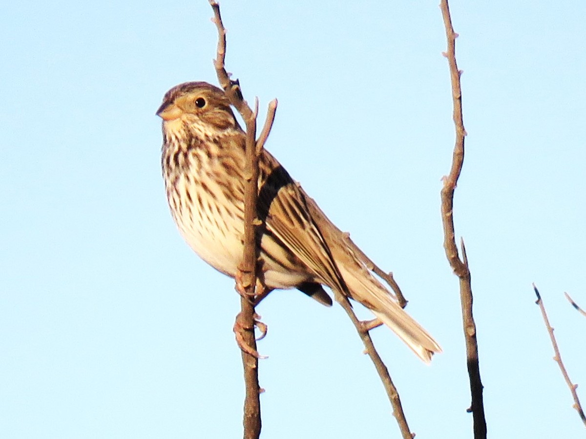 Corn Bunting - ML646279538