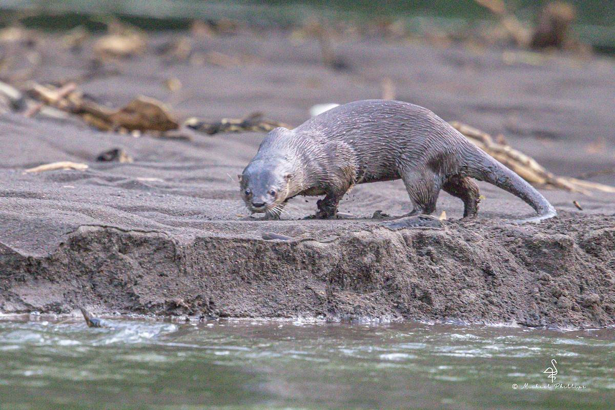 Animals - ML646279543