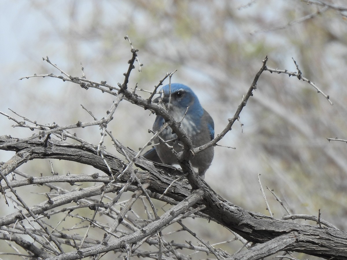 Woodhouse's Scrub-Jay - ML646279545