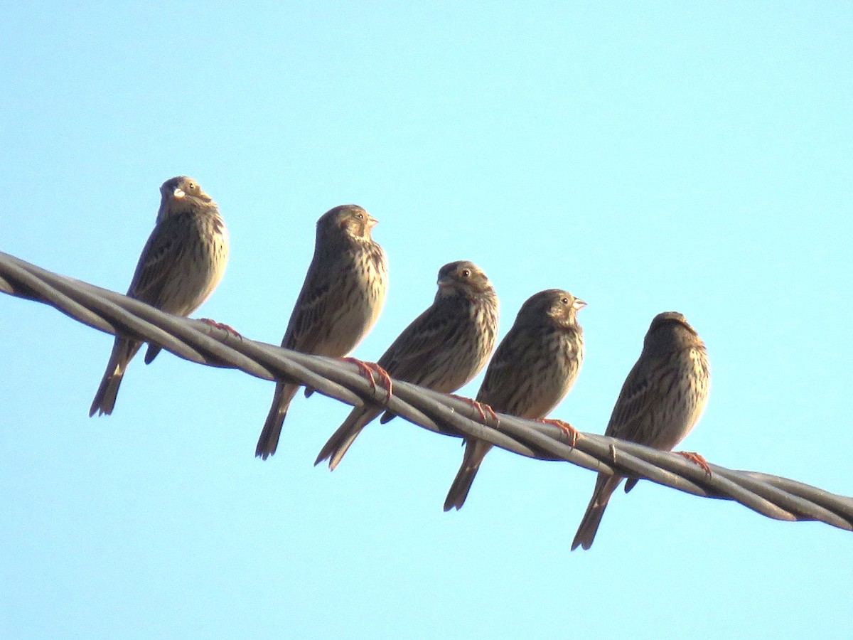 Corn Bunting - ML646279548