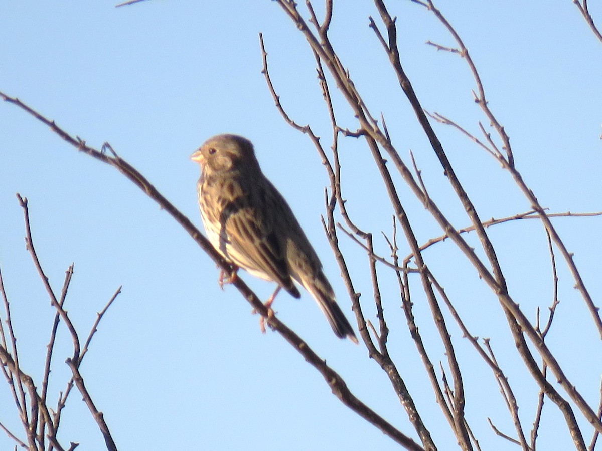 Corn Bunting - ML646279553