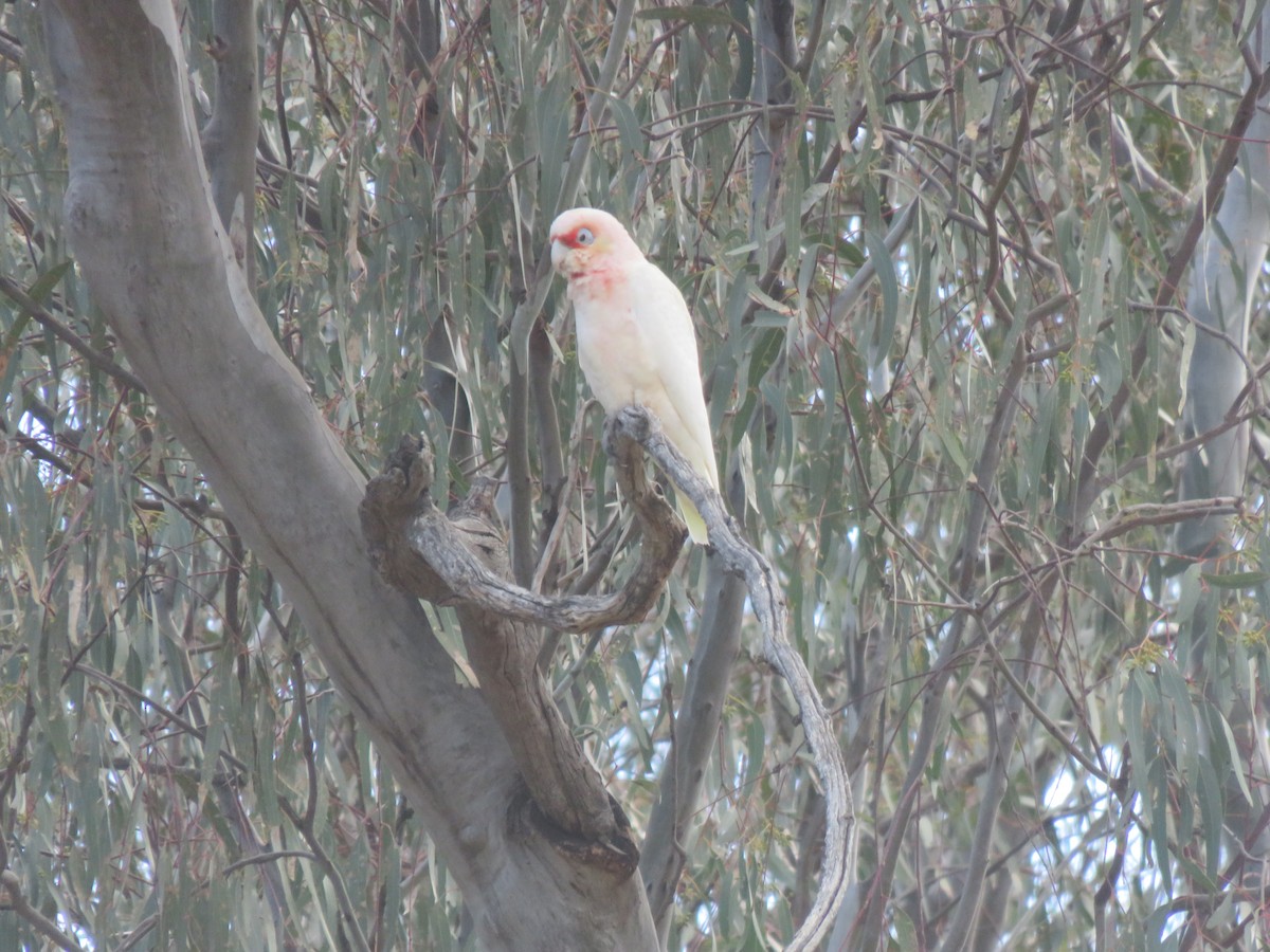Long-billed Corella - ML646279559