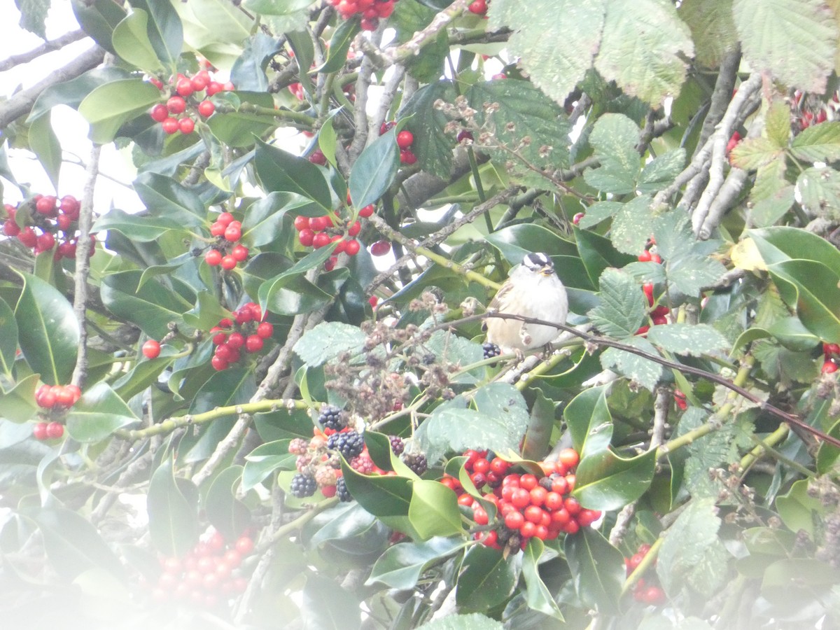 White-crowned Sparrow - ML646279561