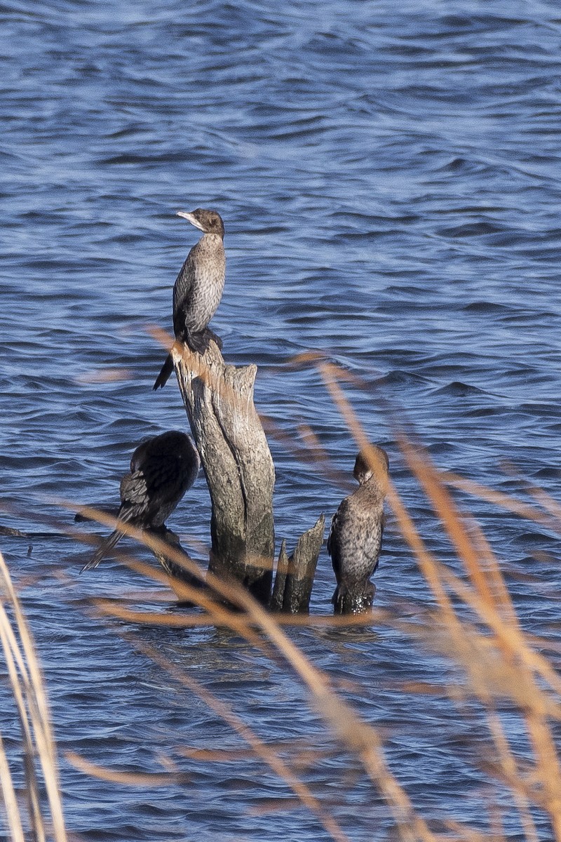 Pygmy Cormorant - ML646279562