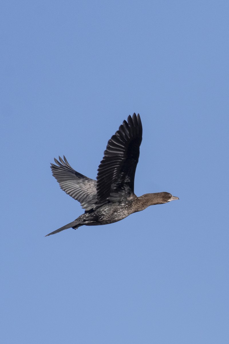 Pygmy Cormorant - ML646279563