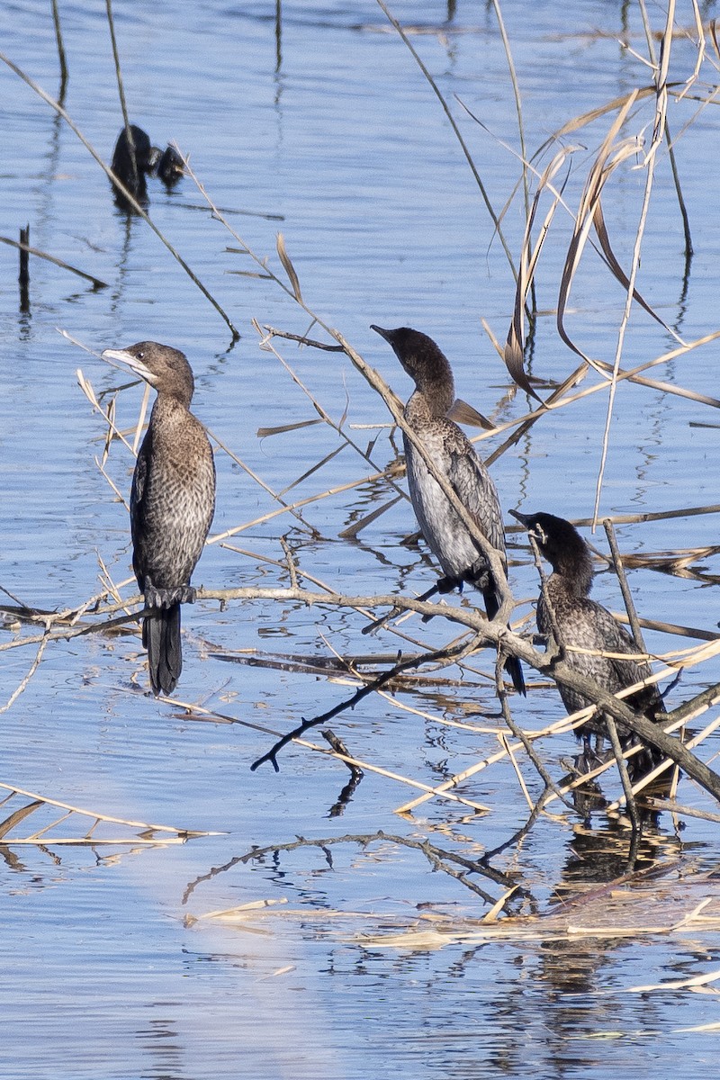 Pygmy Cormorant - ML646279564