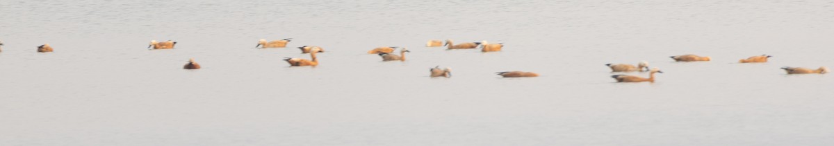 Ruddy Shelduck - ML646279568