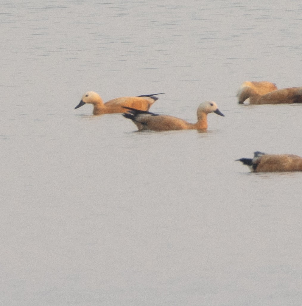Ruddy Shelduck - ML646279569