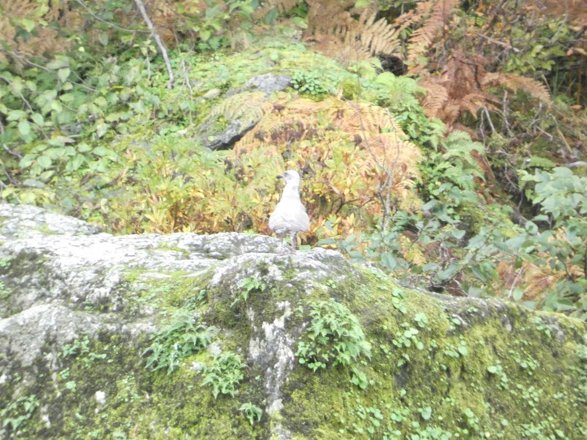 Larus sp. - ML646279571