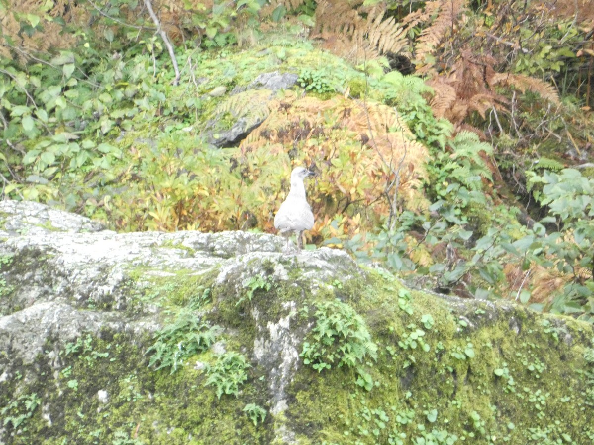 Larus sp. - ML646279573