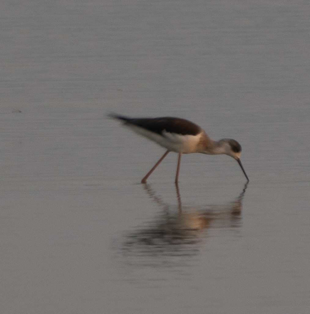 Black-winged Stilt - ML646279574