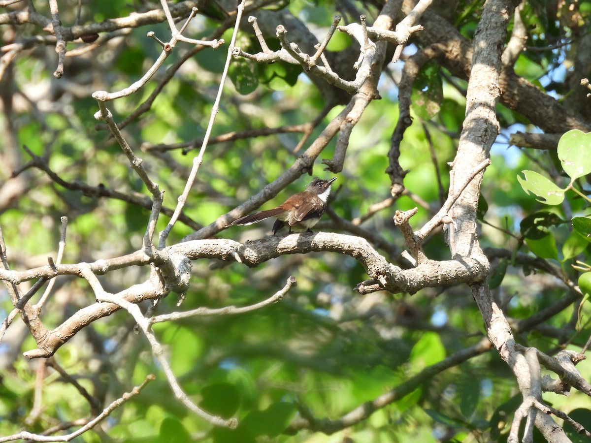 Malaysian Pied-Fantail - ML646279575