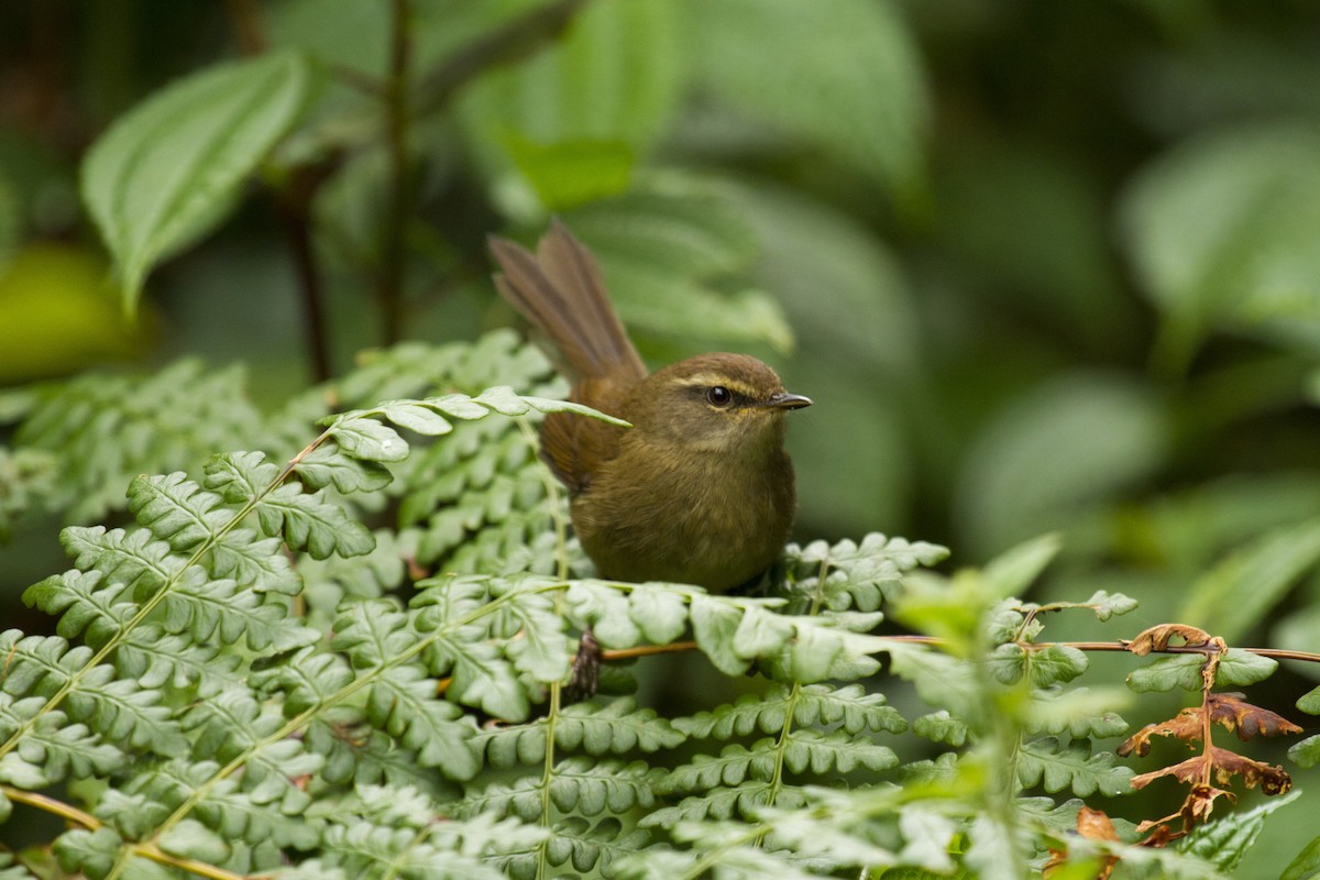 Aberrant Bush Warbler (Sunda) - ML646279576