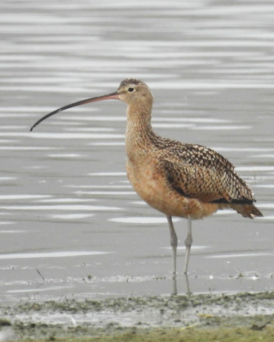 Long-billed Curlew - ML646279581
