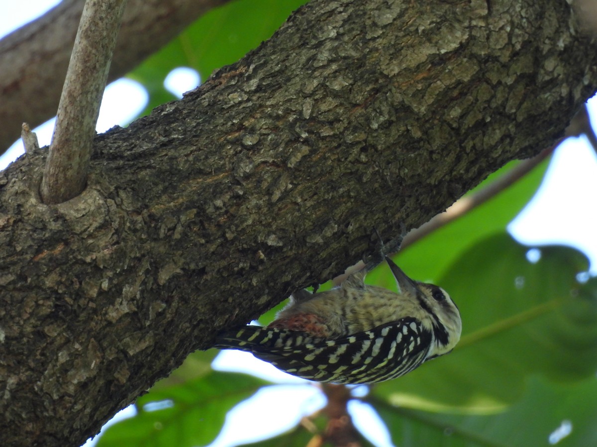 Freckle-breasted Woodpecker - ML646279583