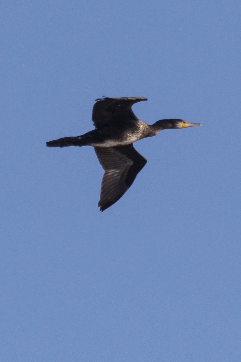 Great Cormorant - ML646279585