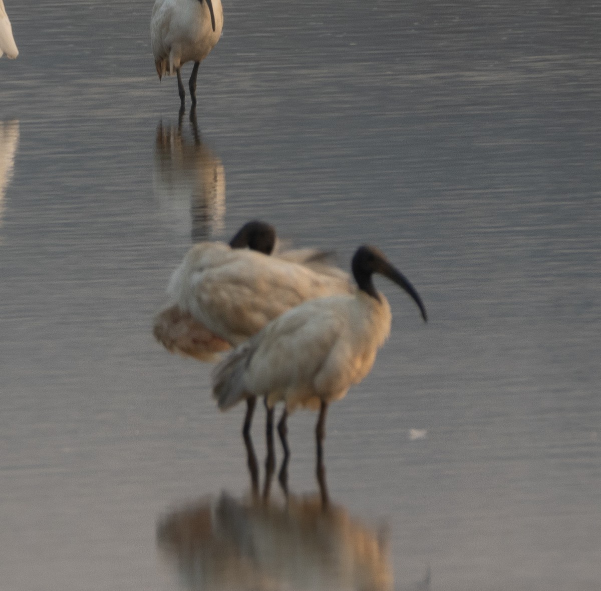 Black-headed Ibis - ML646279587
