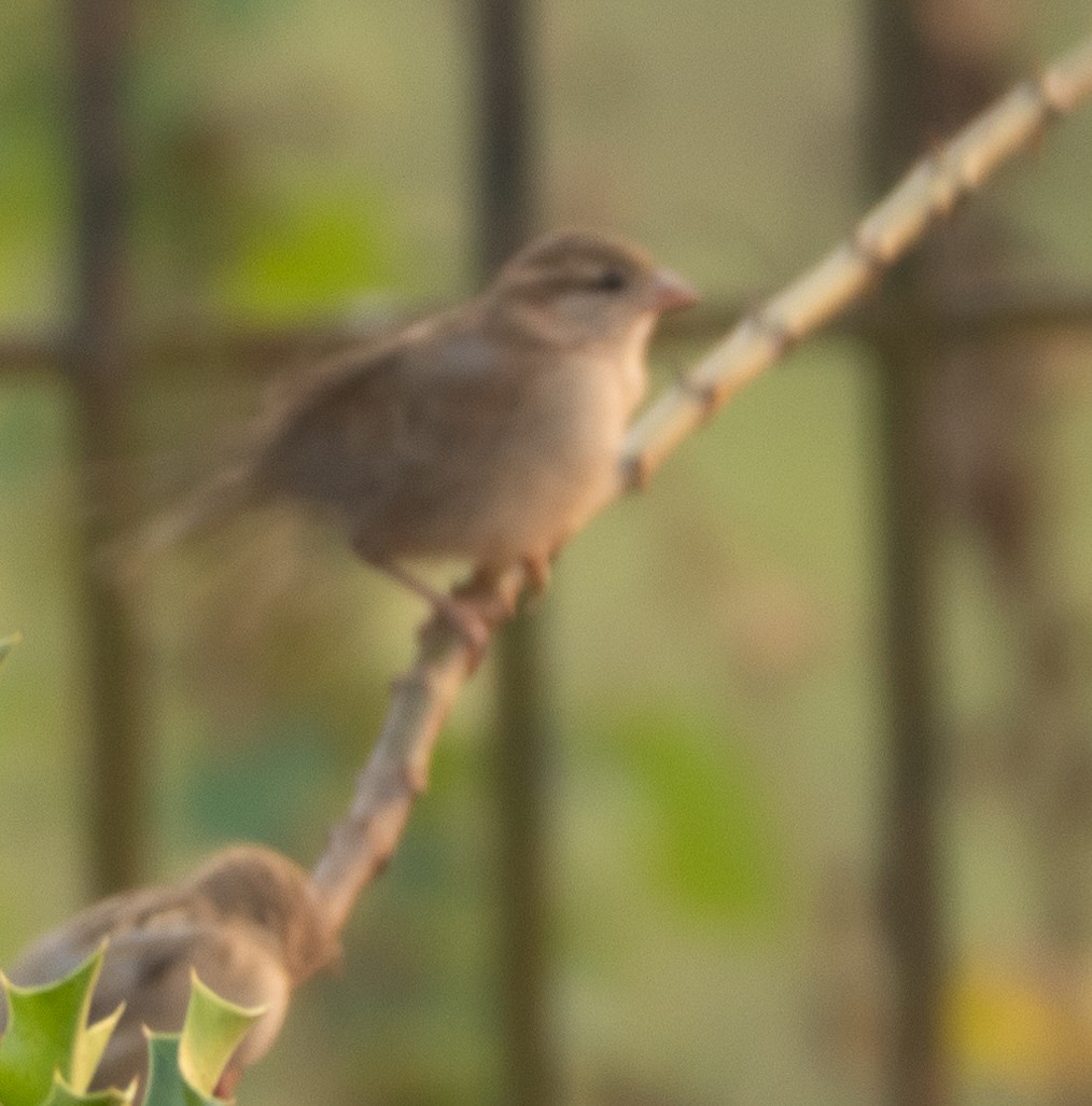Baya Weaver - ML646279588