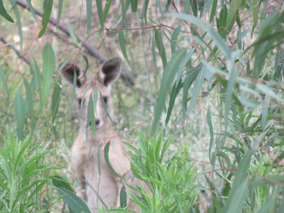 Animals - ML646279589