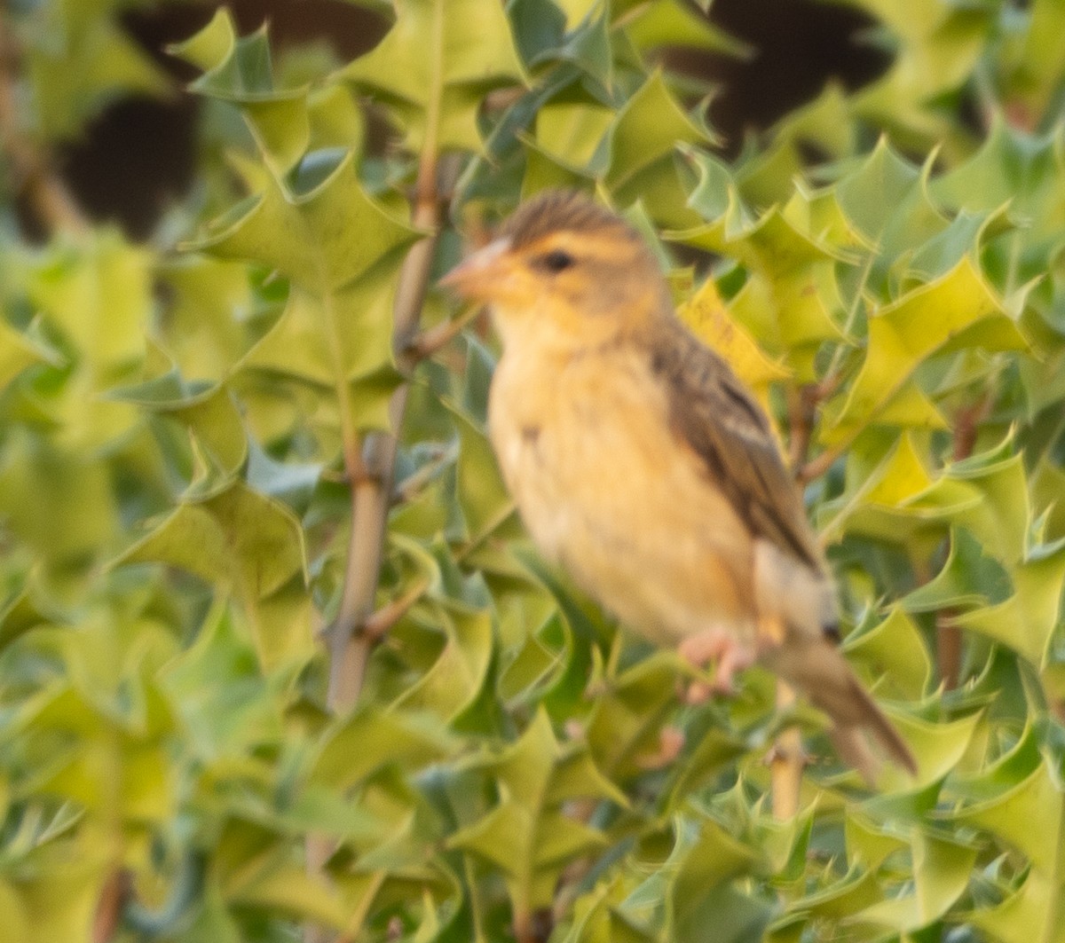 Baya Weaver - ML646279590