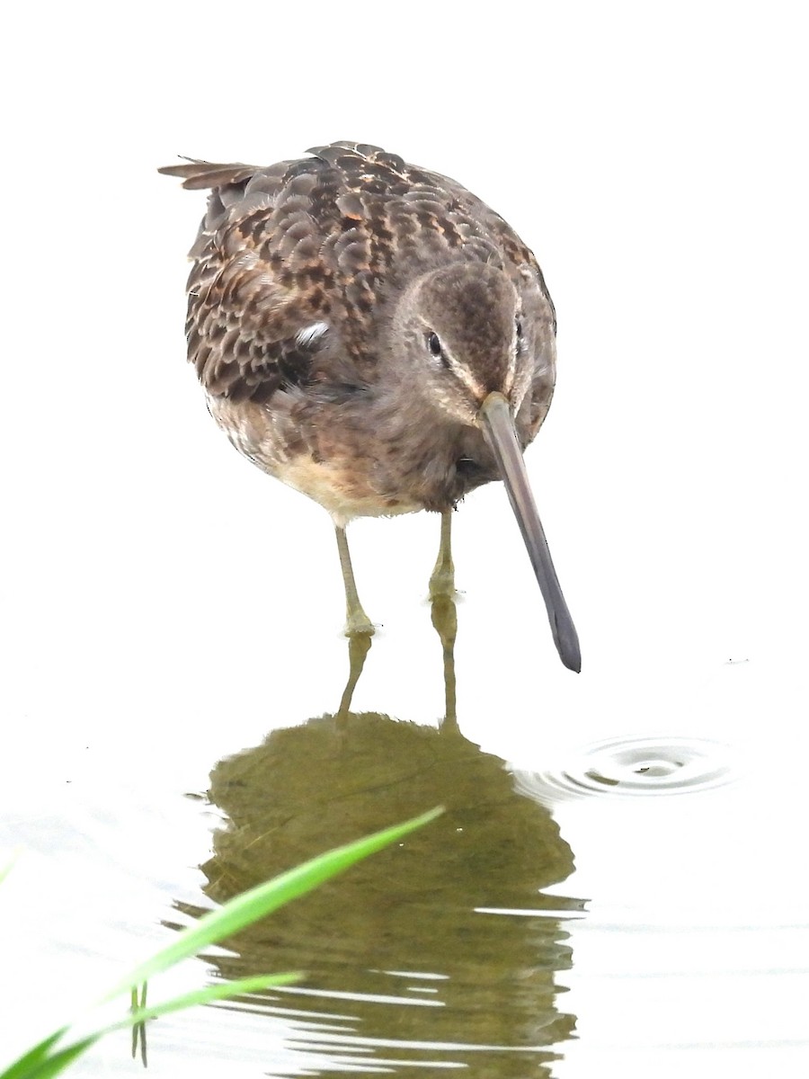 Short-billed/Long-billed Dowitcher - ML646279591