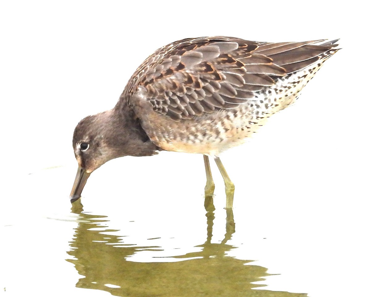 Short-billed/Long-billed Dowitcher - ML646279592