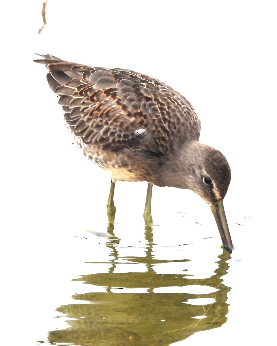 Short-billed/Long-billed Dowitcher - ML646279593